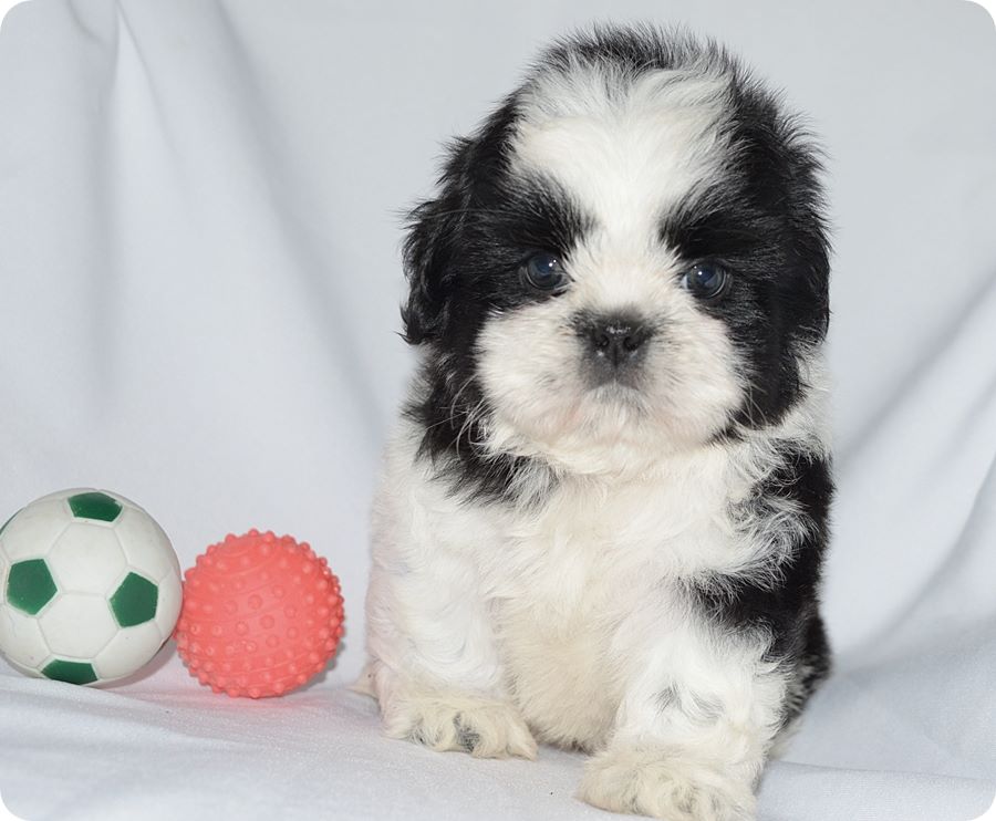 venda de cachorro da raça shih tzu